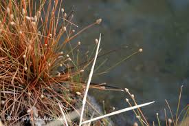 Image result for Eleocharis geniculata