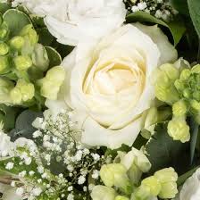 We did not find results for: Classic White Posy Funeral Flowers Camberly