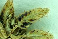 Image result for Cyperus laevigatus