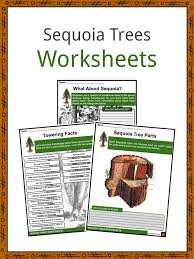 Soaring up to 350 feet in height, coast redwoods are the tallest trees on earth. Sequoia Trees Facts Worksheets Coast Redwood For Kids