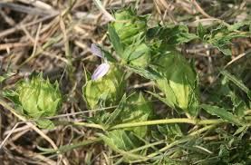 Image result for Barleria crassa