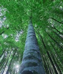 Nsw national parks and wildlife service. Hyrcanian Forest The Caspian Hyrcanian Mixed Forests Ecoregion In The Temperate Broadleaf And Mixed Forests Biome Is An Area Of Lush Lowland And Montane Forests Covering About 55 000 Square Kilometres Near