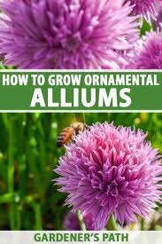 They last best in sunny but sheltered spots where the wind is less likely to blow the flowers apart. How To Grow And Care For Ornamental Alliums Gardener S Path