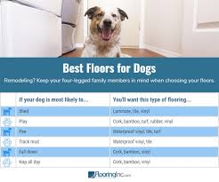 What S The Best Flooring For Dogs Flooring Inc