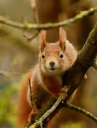 We did not find results for: Squirrel Senses Wildlife Online