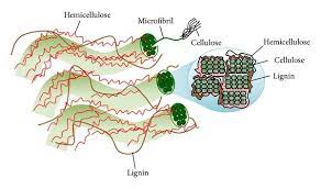 Primary wall is about 0.1 µm thick normally, but the walls of collenchyma may be 10 µm thick. Plant Cell Wall Structure And Microfibril Cross Section Strands Of Download Scientific Diagram