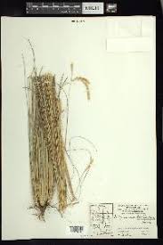 Image result for Elionurus muticus