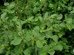 L) adalah tanaman obat yang termasuk dalam famili moraceae. Daftar Tanaman Obat Lengkap Beserta Gambar Dan Khasiatnya Bibitbunga Com