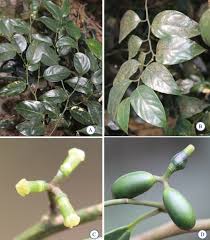 Image result for Vernonia longipedunculata