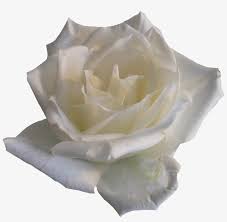 Wide White Rose Transparent Background White Roses Png Transparent Png 1280x1192 Free Download On Nicepng