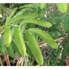 Image result for Calliandra tweedii