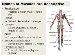 The muscles of the body can be difficult to remember, as their names some muscles are named for the region or the bone they are attached to, for example: Names Of Muscles Are Descriptive Ppt Download