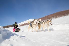 Remporte la course de traineaux en utilisant ta souris. Journal D Un Chien De Traineau
