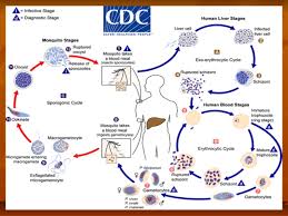 The definitive hosts are female mosquitoes from the genus anopheles. Lifecycle Of Malarial Parasite