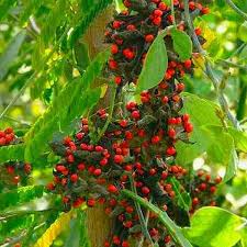 Image result for Abrus fruticulosus