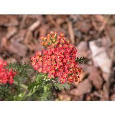 Common Yarrow Orange Queen Achillea Millefolium