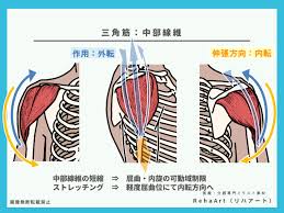 三角 筋 中部