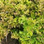 Image result for Haplocoelum