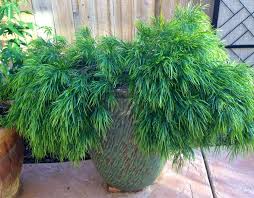 We did not find results for: Little River Wattle Acacia Cognata Cousin Itt Garden Org