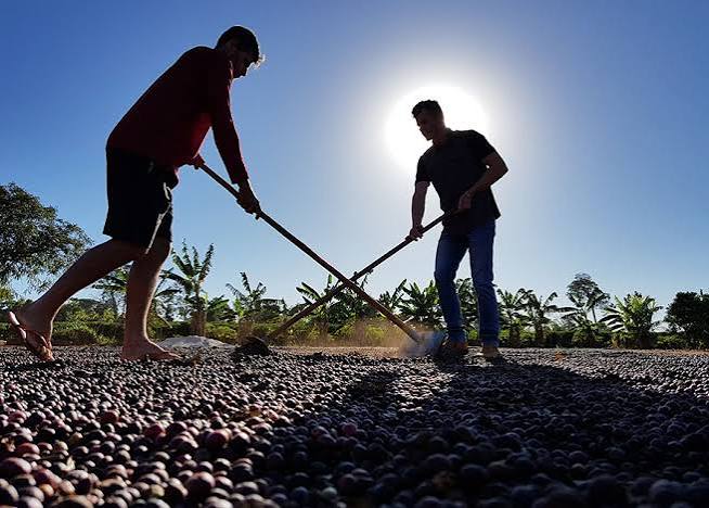 Coffee farms