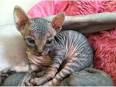 Sphynx Kittens For Sale — NOCOATKITTY SPHYNX