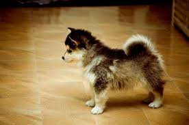 A husky pomeranian is a dog breed which appeared in 2013 and gained huge traction and attention for its cuteness and playful nature. 8 Things You Need To Know Before Purchasing A Pomeranian Husky