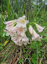 Image result for Crinum macowanii
