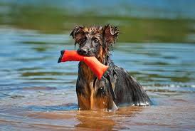 The majority of dog bite victims are children and senior citizens. 10 Dog Water Toys For Splashing Around Great Pet Care