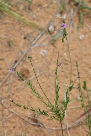 Image result for Hirpicium bechuanense