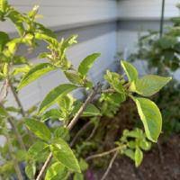 Image result for x Ruttyruspolia 'Phyllis van Heerden'