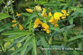 Image result for Crotalaria assurgens
