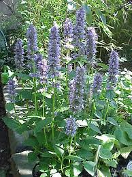 Agastache Foeniculum Wikipedia