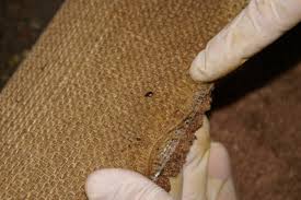 Varied carpet bugs are smaller than the black ones. Bed Bug Under Carpet Level 3 Infestation Bed Bugs Were Un Flickr