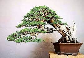 ghim của otto blankenburg tren bonsai