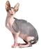 Names for hairless cats - CatsNames