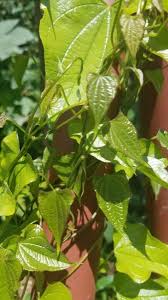 Image result for Dioscorea hirtiflora