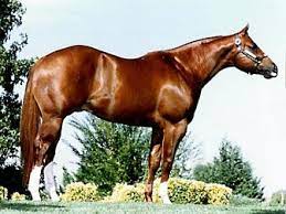 Horse Breeds