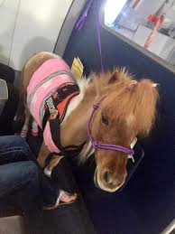 Alaska airlines does not transfer pets traveling in the baggage compartment to other carriers. Alaska Emotional Support Service Animal Policy Loyaltylobby