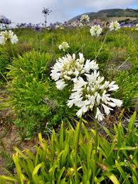 Image result for Agapanthus praecox