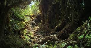 Even though we provide flies trappers sometimes the fertilizer , climate and vegetables may reason for many flies. Cameron Highlands Mossy Forest Mysterious Stock Footage Video 100 Royalty Free 24742520 Shutterstock