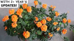 Image result for Crossandra puberula