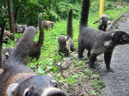 Angebote erhalten für tiere transport costa rica. Coati Nasenbar In Costa Rica Weit Verbreitetes Saugetier Costa Rica Reisen Und Auswandern
