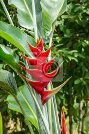 Is drinking a bavaria master's edition by cerveceria costa rica (florida bebidas) at hotel heliconia. Eine Schone Blume Helikonie Heliconia In Costa Rica Leinwandbilder Bilder Hof Regenwald Vegetation Myloview De