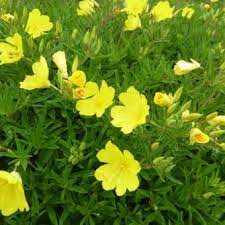 Oenothera 'african sun' oenothera 'apricot delight' oenothera 'cold crick' oenothera 'lemon sunset' oenothera 'longest day' geschiedenis Teunisbloem Oenothera Cold Crick