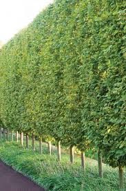 At tiny trees preschool children learn reading, math and science through a play and arts based curriculum. Hornbeam A Hedge For All Seasons Gardenista Privacy Fence Landscaping Fence Landscaping Backyard Landscaping
