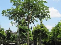 Image result for Samanea saman