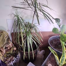 Image result for Seddera suffruticosa