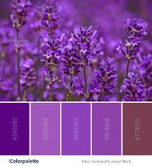 Lavender is a light shade of purple. 54 Lavender Color Palettes Ideas Lavender Color Palette Purple Color Palettes Lavender Color