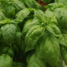 Image result for Ocimum