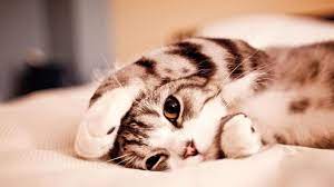 Mar 26, 2017 · amazing hd wallpapers (editors choice) 26/03/2017. Cute Animal Wallpapers Wallpaper Cave